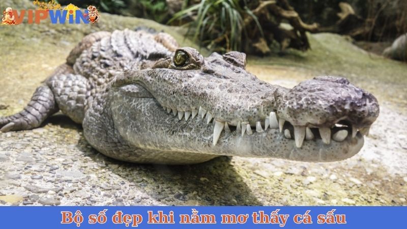 Bộ số đẹp khi nằm mơ thấy cá sấu