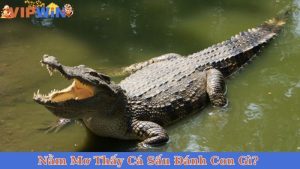 Nằm Mơ Thấy Cá Sấu Đánh Con Gì?